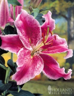 Menu White Stargazer Lily Collection 21 Menu White Stargazer Lily Collection -Gardening Series Store 77318 white stargazer lily collection 4