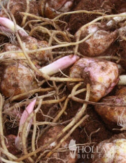 Menu White Stargazer Lily Collection 22 Menu White Stargazer Lily Collection -Gardening Series Store 77318 white stargazer lily collection 5