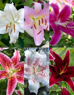 Menu Jumbo Fragrant Lily Collection