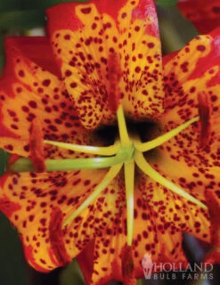 Menu Tiger Lily Collection -Gardening Series Store 77333 tiger lily collection 2