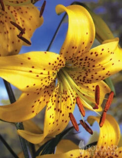 Menu Tiger Lily Collection -Gardening Series Store 77333 tiger lily collection 3