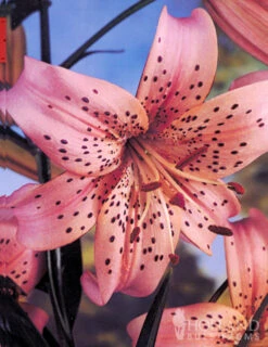 Menu Tiger Lily Collection -Gardening Series Store 77333 tiger lily collection 4