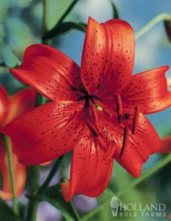 Menu Tiger Lily Collection -Gardening Series Store 77333 tiger lily collection 5