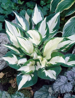 Menu Fire And Ice Hosta -Gardening Series Store 77347 fire and ice hosta 2
