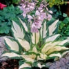 Menu Fire And Ice Hosta -Gardening Series Store 77347 fire and ice hosta 5