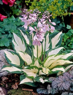 Menu Fire And Ice Hosta