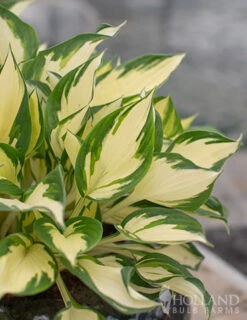 Menu Fire And Ice Hosta -Gardening Series Store 77347 fire and ice hosta 6