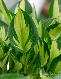 Menu Fire And Ice Hosta -Gardening Series Store 77347 fire and ice hosta 7