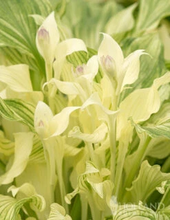 Menu Hosta Collectors Garden Collection -Gardening Series Store 77349 white feather hosta