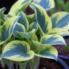 Menu First Frost Hosta -Gardening Series Store 77350 first frost hosta