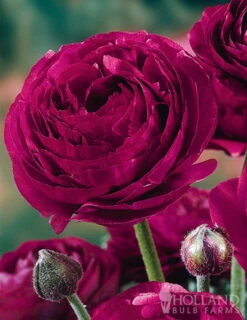 Menu Deer Resistant Cut Flower Garden Collection -Gardening Series Store 77358 pauline violet ranunculus 1