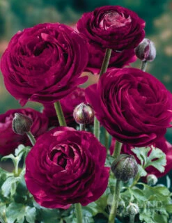 Menu Deer Resistant Cut Flower Garden Collection -Gardening Series Store 77358 pauline violet ranunculus 2 1