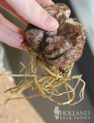 Menu Fiery Hot Lily Collection 5 Menu Fiery Hot Lily Collection - Image 3