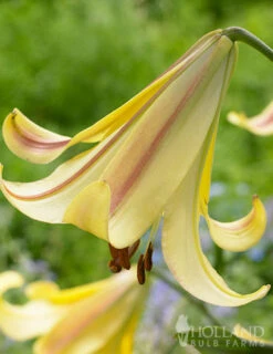 Menu Rising Moon Orienpet Lily -Gardening Series Store 77362 rising moon orienpet lily