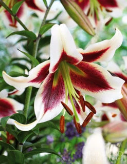 Menu Red Hot Lily Collection -Gardening Series Store 77363 beverly dreams orienpet lily 1
