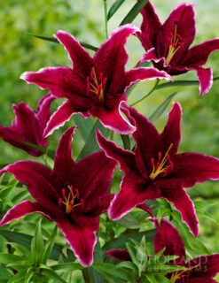 Menu Sumatra Oriental Lily