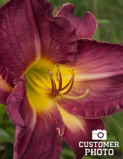 Menu Little Grapette Daylily -Gardening Series Store 77372 little grapette daylily 5