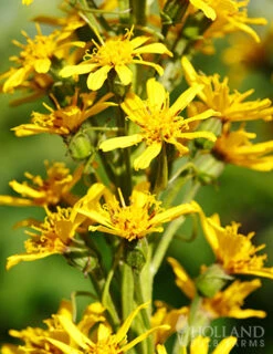 Menu Best Perennials For Wet Soil 29 Menu Best Perennials For Wet Soil -Gardening Series Store 77374 ligularia rocket 1