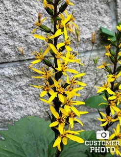 Menu Best Perennials For Wet Soil 30 Menu Best Perennials For Wet Soil -Gardening Series Store 77374 ligularia rocket 2 1