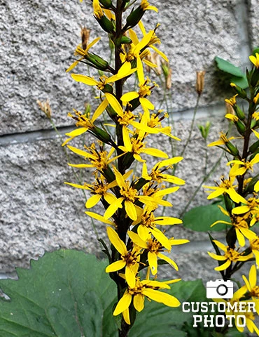 Menu Best Perennials For Wet Soil 16 Menu Best Perennials For Wet Soil - Image 14