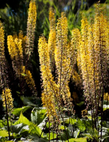 Menu Best Perennials For Wet Soil 14 Menu Best Perennials For Wet Soil - Image 12