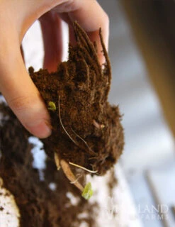 Menu Best Perennials For Wet Soil 31 Menu Best Perennials For Wet Soil -Gardening Series Store 77374 the rocket ligularia 2 1