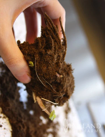 Menu Best Perennials For Wet Soil 17 Menu Best Perennials For Wet Soil - Image 15