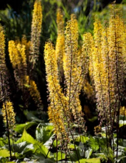 Menu Moisture Tolerant Perennials Collection -Gardening Series Store 77374 the rocket ligularia