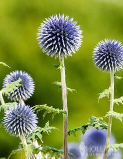 Menu Drought Tolerant Perennial Garden Collection -Gardening Series Store 77376 blue globe thistle 1
