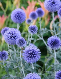 Menu Drought Tolerant Perennial Garden Collection -Gardening Series Store 77376 veitchs blue globe thistle 1