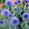 Menu Veitch's Blue Globe Thistle -Gardening Series Store 77376 veitchs blue globe thistle