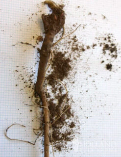 Menu Veitch's Blue Globe Thistle -Gardening Series Store 77376 veitchs blue globe thistle 2