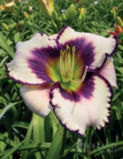 Menu Re-Blooming Daylily Collection -Gardening Series Store 77380 blueberry sundae daylily 2