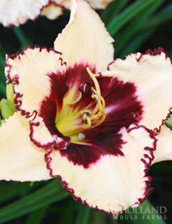 Menu Re-Blooming Daylily Collection -Gardening Series Store 77380 blueberry sundae daylily