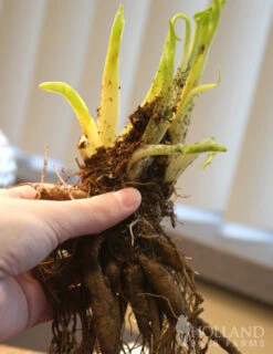 Menu Blueberry Sundae Daylily -Gardening Series Store 77380 blueberry sundae daylily 3 1