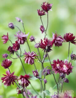 Menu Shady Summer Days Perennial Garden -Gardening Series Store 77384 ruby port columbine 1