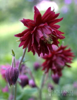 Menu Late Spring Perennial Garden -Gardening Series Store 77384 ruby port columbine 2