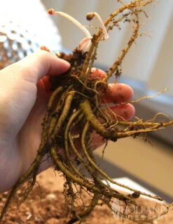 Menu Late Spring Perennial Garden -Gardening Series Store 77384 ruby port columbine 3