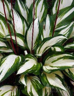 Menu Border Of Blooms For Shade Collection -Gardening Series Store 77392 border of blooms shade collection 7