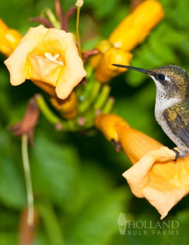 Menu Yellow Trumpet Vine 3 Menu Yellow Trumpet Vine