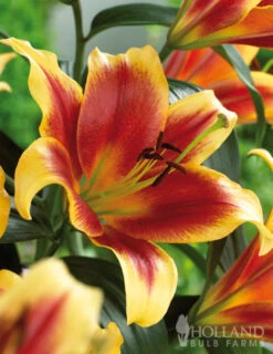 Menu Red Highlights Orienpet Lily Collection 12 Menu Red Highlights Orienpet Lily Collection -Gardening Series Store 77397 red highlights orienpet lily collection 2