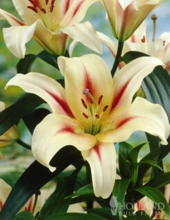 Menu Red Highlights Orienpet Lily Collection 13 Menu Red Highlights Orienpet Lily Collection -Gardening Series Store 77397 red highlights orienpet lily collection 3