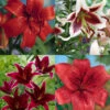 Menu Red Hot Lily Collection 1 Menu Red Hot Lily Collection -Gardening Series Store 77399