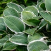 Menu Albomarginata Hosta Value Bag -Gardening Series Store 77414 hosta