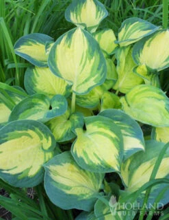 Menu Hosta Collectors Garden Collection -Gardening Series Store 77415 beach boy hosta 1
