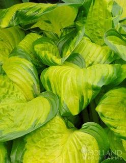 Menu Hosta Collectors Garden Collection -Gardening Series Store 77417 stained glass hosta 3