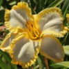 Menu First Knight Daylily -Gardening Series Store 77419 first knight daylily