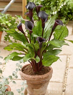Menu Deer Resistant Container Garden Collection -Gardening Series Store 77420 black star calla lilies 2