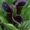 Menu Black Star Calla Lily -Gardening Series Store 77420 black star calla lily 1