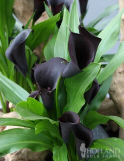 Menu Black Star Calla Lily -Gardening Series Store 77420 black star calla lily 2 1